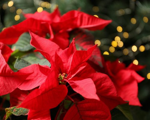 Christmas Flower Memorials